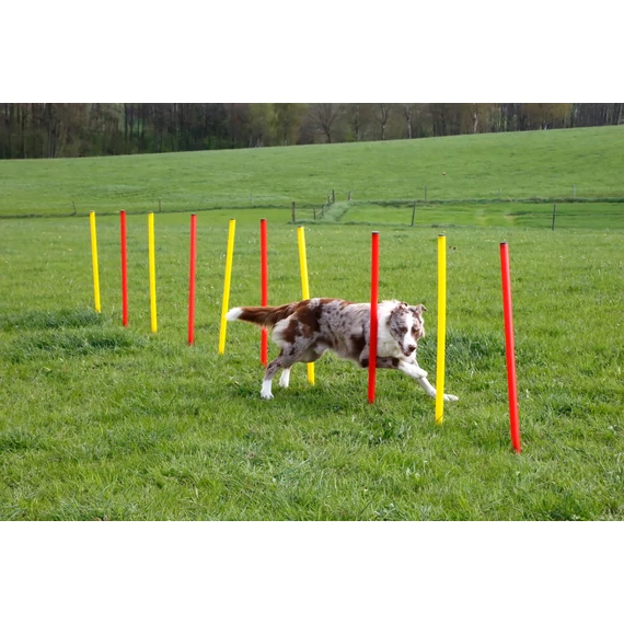 Komplett kutyás agility szett 3 részes
